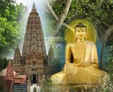 Arbre de la Bodhi au temple