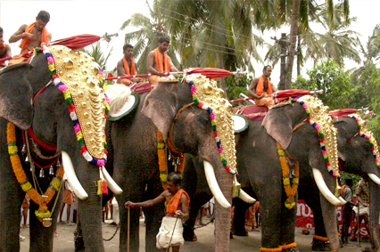 Marche des éléphants