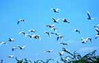 d’oiseaux de Kumarakom