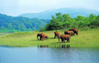 PERIYAR GHATS OCCIDENTAUX