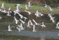 Le lac Chilika pour observer les oiseaux