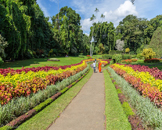 Le jardin botanique de Peradeniya, Kandy