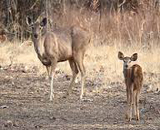 cerf de Bandhavgarh