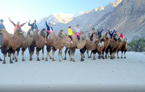 Ladakh par un safari de chameau