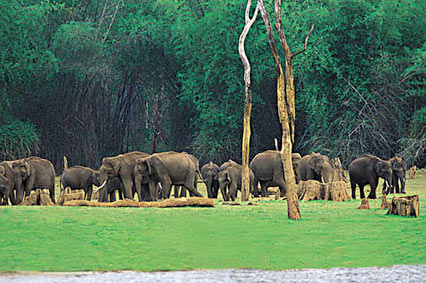 La Vallee des éléphant