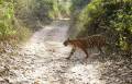 Faune de Ranthambore