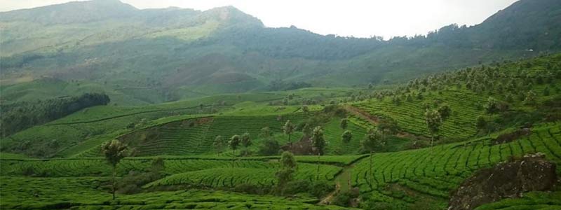 Les plantations de thé de Munnar