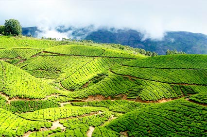 Lune de miel Kerala