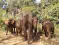 Munnar Elephant Valley