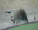 La faune de Bandhavgarh