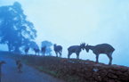 Le Parc National d'Eravikulam à Munnar