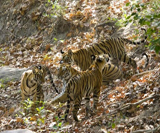 Le parc national de Bandhavgarh au Madhya Pradesh