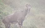 Parc National de Eravikulam