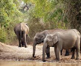 Parc National de Nagarhole