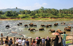 visiterez l'orphelinat d'éléphants