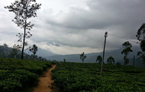 Plantations de thé à Nuwara Eliya