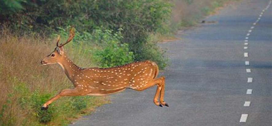 Safari au parc Jim Corbett