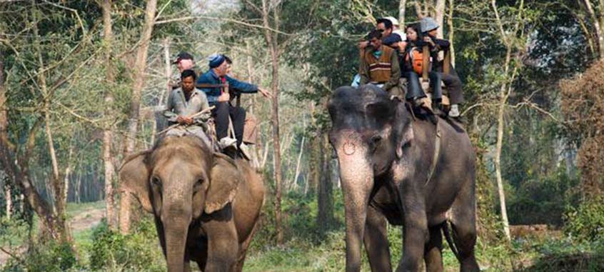 Safari à dos d'éléphant en inde du sud