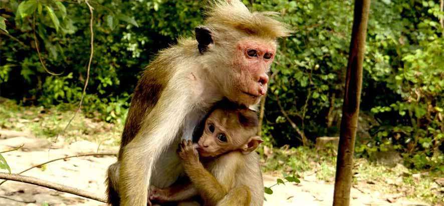 Singe au jardin botanique