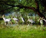 visite Réserve du Parc National