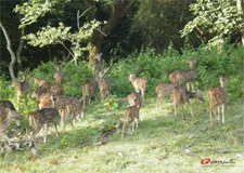 faune en Inde du Sud