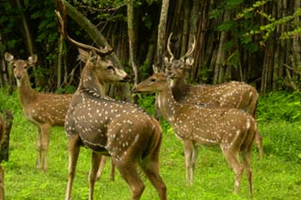 cerfs Kerala