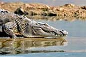 l'observation des crocodiles