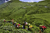 la découverte du thé à Darjeeling