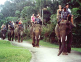 safari à dos d'éléphant
