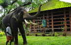 éléphant à Kodanad Kerala
