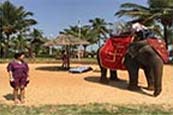 Éléphant sur la plage de goa