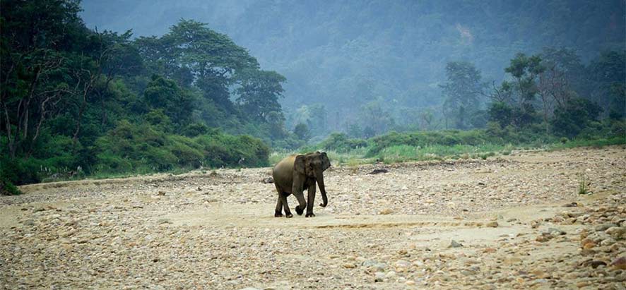 éléphant dans le parc national