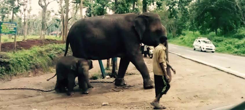 Le Parc National de Nagarhole