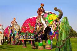 Festival des éléphants jaipur