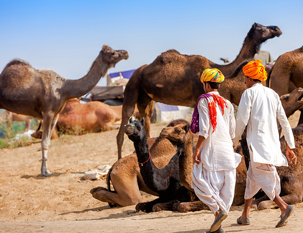 Foire aux chameaux à Pushkar