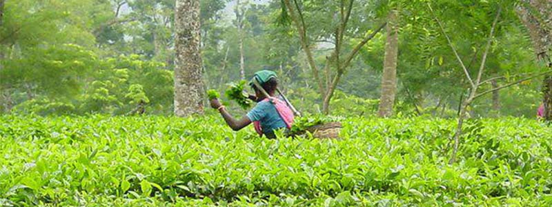 jardins de thé d'Assam
