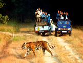 safari en Jeep jim parc corbett