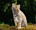 jeune tigre Sariska