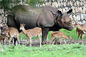 parc national de Kaziranga