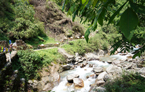 La forêt de Annapurnas