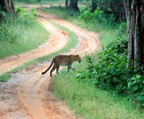 Safari dans le parc d'Udawalawe