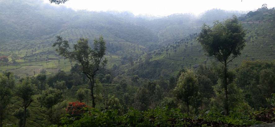 Montagnes de bleu de Nilgiri