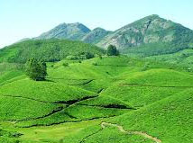 Plantation de thé de Munnar