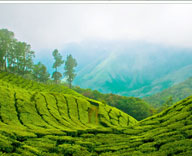 voyage à Munnar