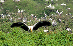sanctuaire d'oiseaux Kumarakomr