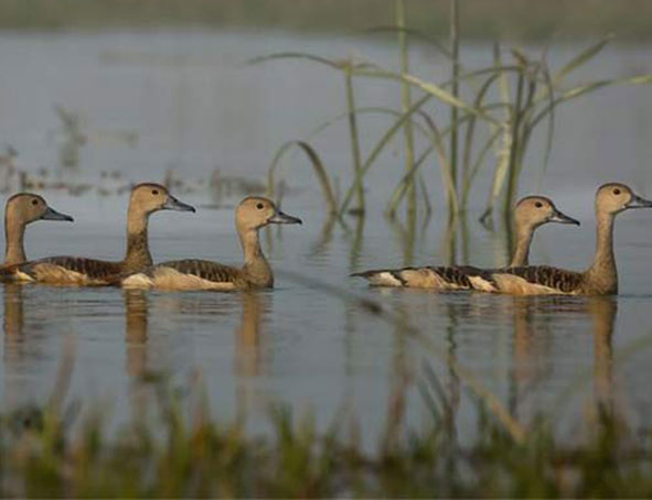 Sanctuaire d'oiseaux à Bharatpur