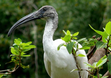 sanctuaire d'oiseaux de Bharatpur