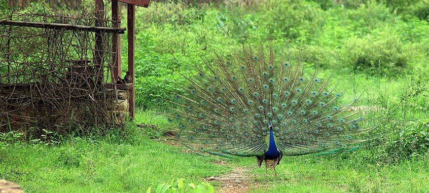 visite du parc national de sariska