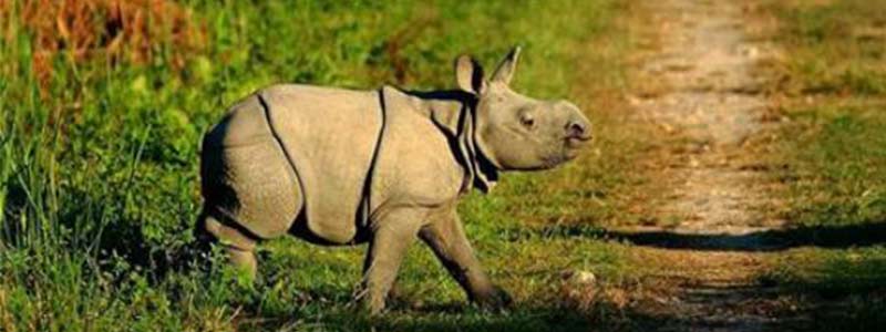 Le parc national de Kaziranga