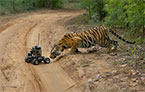 Parc national de Bandhavgarh